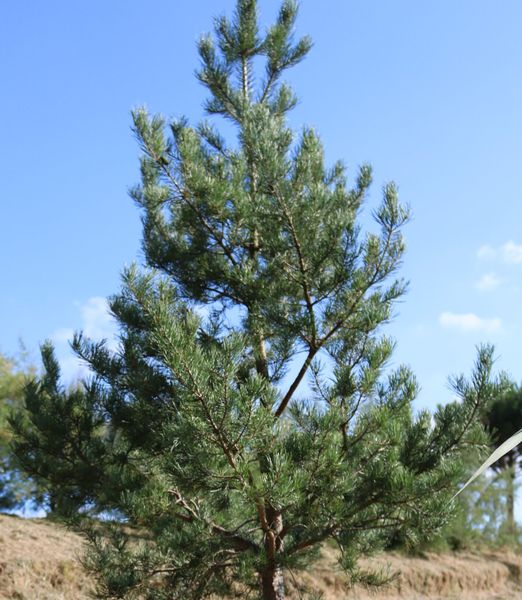Pinus sylvestris